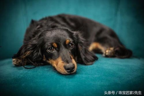 雪可爱爆料陈死狗视频下载,下载背后的真相与争议