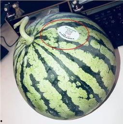 网红吃瓜小哥,揭秘娱乐圈幕后真相  第3张