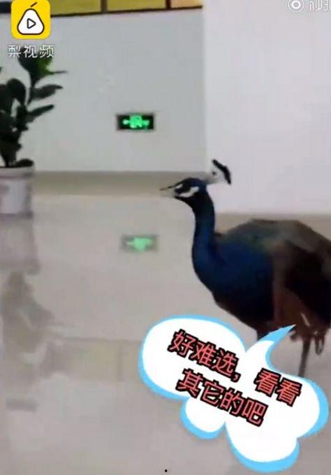 孔雀 视频在线观看,在线欣赏孔雀之美  第1张